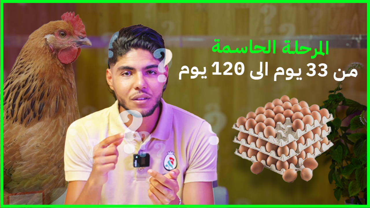 تربية الدجاج من 33 يوم حتى 120 يوم – الدليل الكامل للمربين